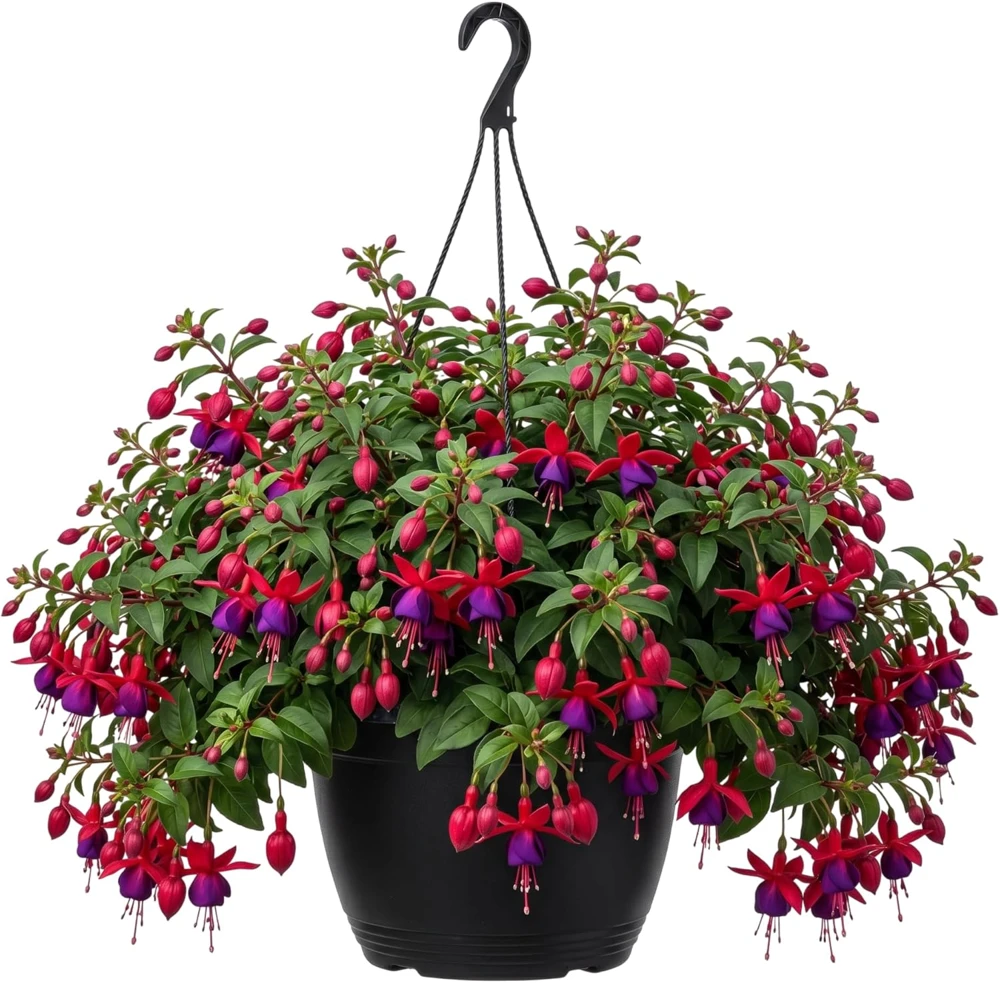 Hardy White Fuchsia Live Plant 6-10" Tall 6" Pot - Outdoor Trailing Flowers - Image 1