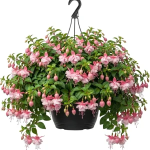 Hardy White Fuchsia Live Plant 6-10