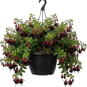 Hardy White Fuchsia Live Plant 6-10
