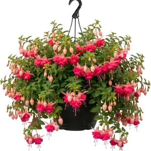 Hardy White Fuchsia Live Plant 6-10