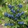 Haskap Berry Live Plant - Cold Hardy Blue Honeysuckle Bush, 6-12" Tall, Dormant Tree, Edible Berries, USDA Zones 3-8 - Image 1