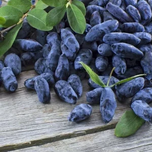 Haskap Berry Live Plant – Cold Hardy Blue Honeysuckle Bush Seedling, 6-12