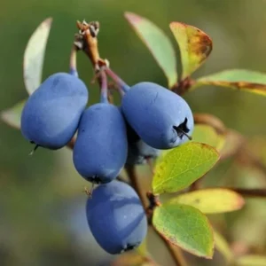 Haskap Berry Live Plant – Cold Hardy Blue Honeysuckle Bush Seedling, 6-12