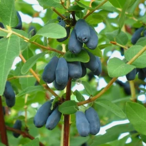 Haskap Berry Live Plant - Cold Hardy Blue Honeysuckle Bush, 6-12