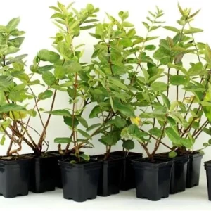 Haskap Berry Plant 'Aurora' - Cold Hardy Honeysuckle Bush, Dormant, 6-12