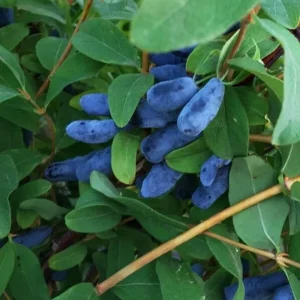 Haskap Berry Plant 'Aurora' - Cold Hardy Honeysuckle Bush, Dormant, 6-12