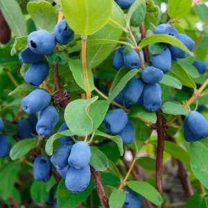 Haskap Berry Plant 'Aurora' - Cold Hardy Honeysuckle Bush, Dormant, 6-12