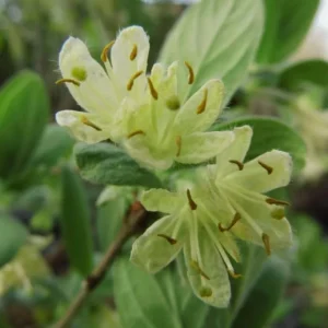 Haskap Berry Plant 'Aurora' - Cold Hardy Honeysuckle Bush, Dormant, 6-12