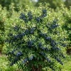 Haskap Berry Plant 'Aurora' - Cold Hardy Honeysuckle Bush, Dormant, 6-12" Tall - Image 1