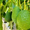 Hass Avocado Tree Live Plant - 1ft Fruit Seedling - Indoor/Outdoor - Image 1