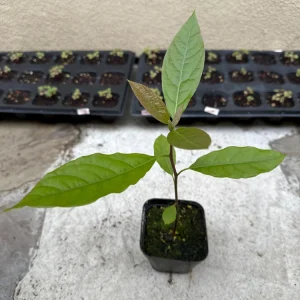 Hass Avocado Tree Live Plant - 1ft Fruit Seedling - Indoor/Outdoor - Image 2