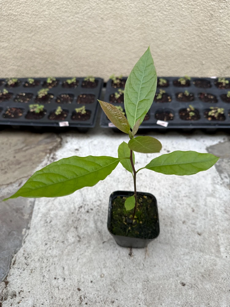 Hass Avocado Tree Live Plant - 1ft Fruit Seedling - Indoor/Outdoor - Image 2