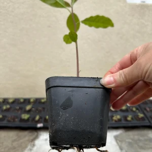 Hass Avocado Tree Live Plant - 1ft Fruit Seedling - Indoor/Outdoor - Image 3