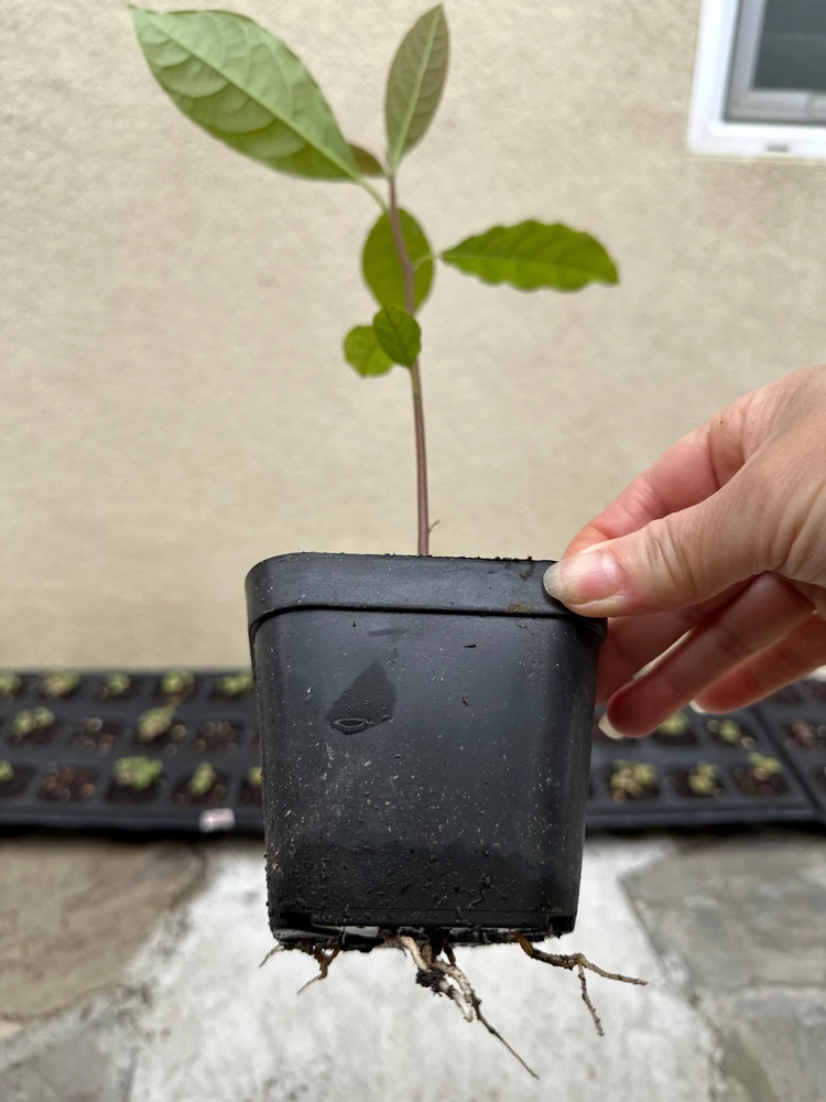 Hass Avocado Tree Live Plant - 1ft Fruit Seedling - Indoor/Outdoor - Image 3