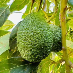Hass Avocado Tree Live Plant - 1ft Fruit Seedling - Indoor/Outdoor - Image 4