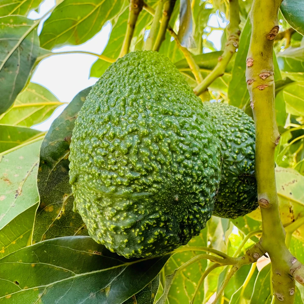 Hass Avocado Tree Live Plant - 1ft Fruit Seedling - Indoor/Outdoor - Image 4