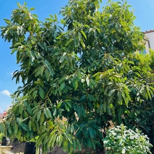 Hass Avocado Tree Live Plant - 1ft Fruit Seedling - Indoor/Outdoor - Image 5