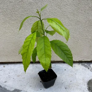 Hass Avocado Tree Live Plant - 1ft Fruit Seedling - Indoor/Outdoor - Image 6