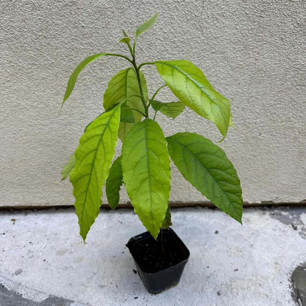 Hass Avocado Tree Live Plant - 1ft Fruit Seedling - Indoor/Outdoor - Image 6