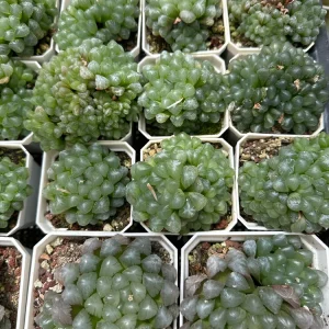 Haworthia Cooperi Succulent Live Plant - 2 inch Potted Pearl Plant, Indoor - Image 2