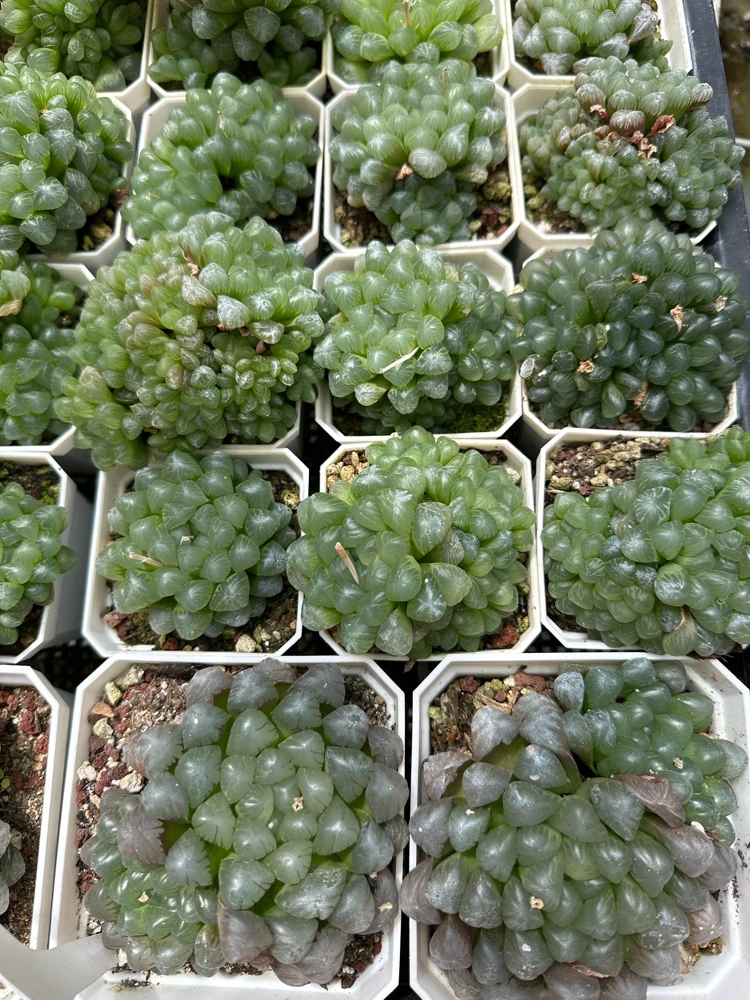 Haworthia Cooperi Succulent Live Plant - 2 inch Potted Pearl Plant, Indoor - Image 2