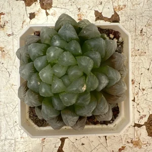 Haworthia Cooperi Succulent Live Plant - 2 inch Potted Pearl Plant, Indoor - Image 3