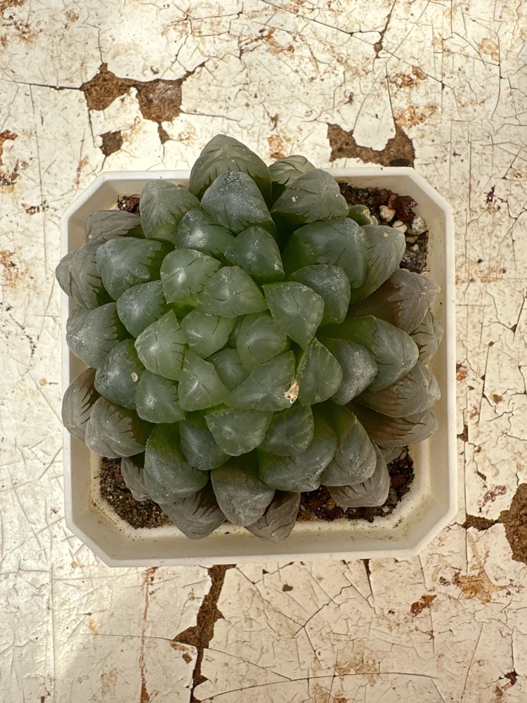 Haworthia Cooperi Succulent Live Plant - 2 inch Potted Pearl Plant, Indoor - Image 3