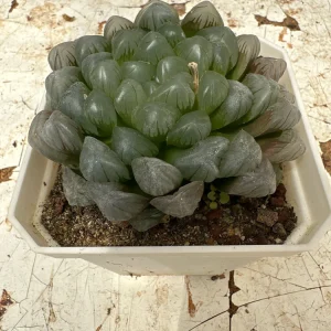 Haworthia Cooperi Succulent Live Plant - 2 inch Potted Pearl Plant, Indoor - Image 4