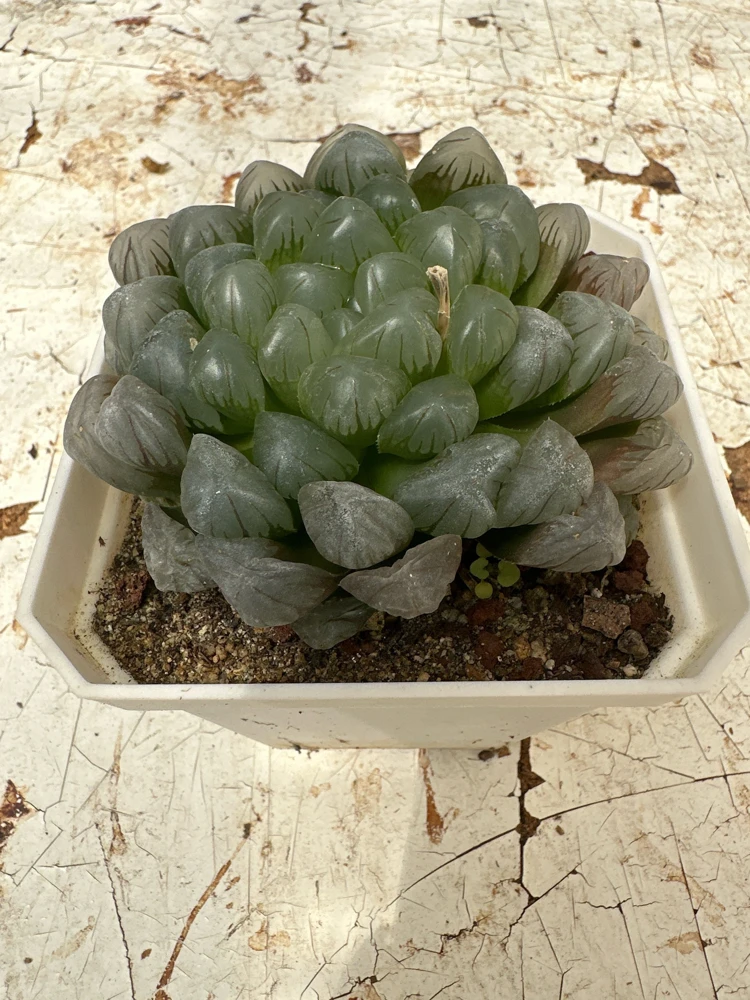 Haworthia Cooperi Succulent Live Plant - 2 inch Potted Pearl Plant, Indoor - Image 4