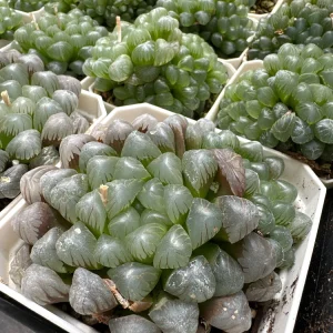 Haworthia Cooperi Succulent Live Plant - 2 inch Potted Pearl Plant, Indoor - Image 5