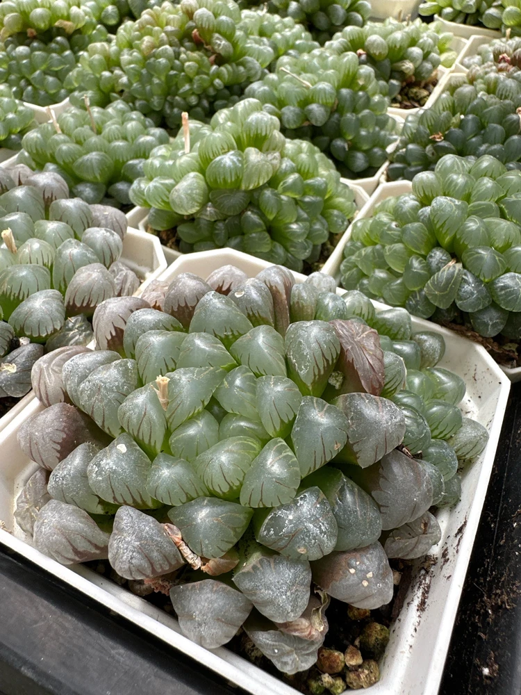 Haworthia Cooperi Succulent Live Plant - 2 inch Potted Pearl Plant, Indoor - Image 5