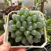 Haworthia Cooperi Succulent Live Plant - 2 inch Potted Pearl Plant, Indoor - Image 1