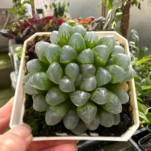 Haworthia Cooperi Succulent Live Plant - 2 inch Potted Pearl Plant, Indoor - Image 1