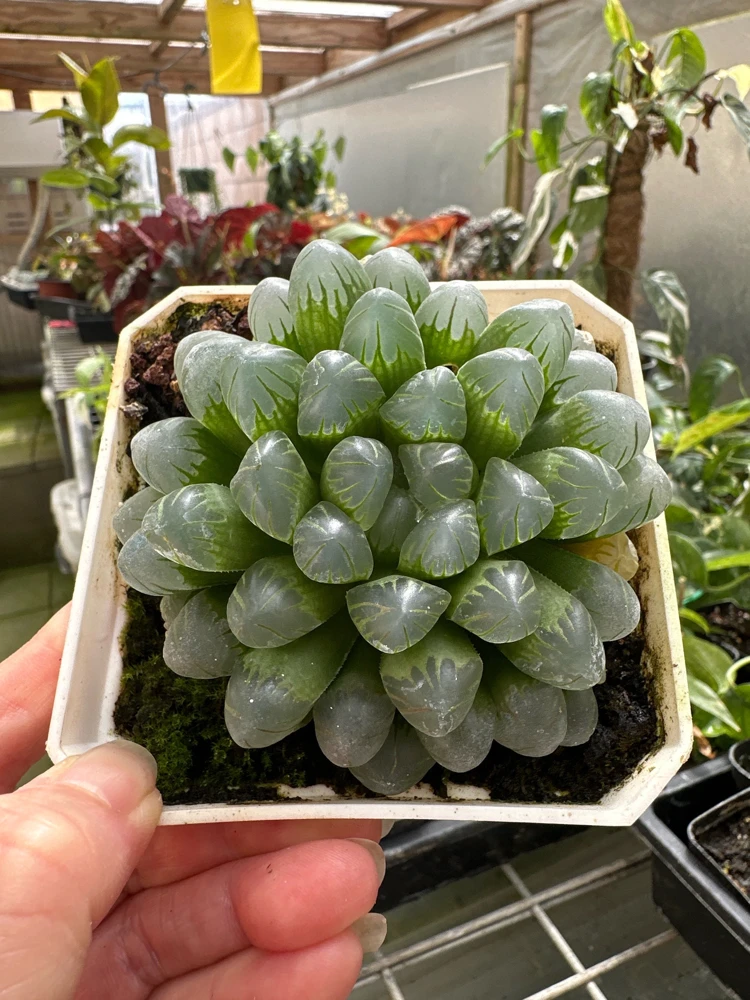 Haworthia Cooperi Succulent Live Plant - 2 inch Potted Pearl Plant, Indoor - Image 1