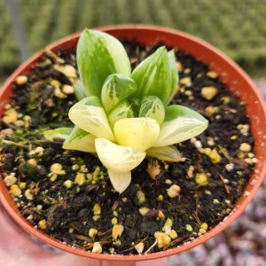 Haworthia Cuspidata Variegata Live Plant - 4 inch Potted Variegated Indoor Succulent - Image 2