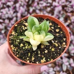 Haworthia Cuspidata Variegata Live Plant - 4 inch Potted Variegated Indoor Succulent - Image 3