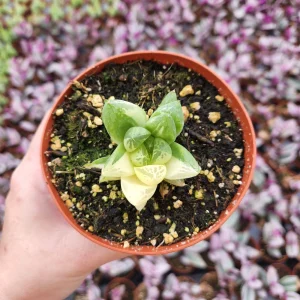 Haworthia Cuspidata Variegata Live Plant - 4 inch Potted Variegated Indoor Succulent - Image 4