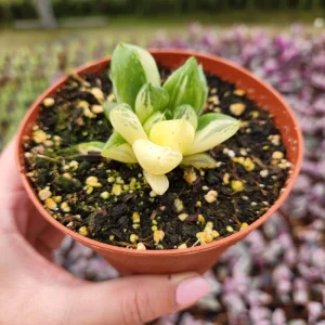 Haworthia Cuspidata Variegata Live Plant - 4 inch Potted Variegated Indoor Succulent - Image 5