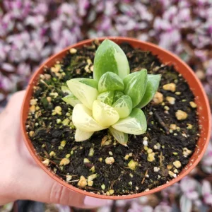 Haworthia Cuspidata Variegata Live Plant - 4 inch Potted Variegated Indoor Succulent - Image 1