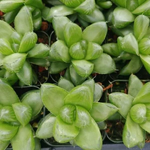 Haworthia cymbiformis var. obtusa Live Plant – 2 inch Pot – Indoor Succulent - Image 3