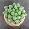 Haworthia cymbiformis var. obtusa Live Plant – 2 inch Pot – Indoor Succulent - Image 1