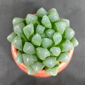 Haworthia cymbiformis var. obtusa Live Plant – 2 inch Pot – Indoor Succulent - Image 1