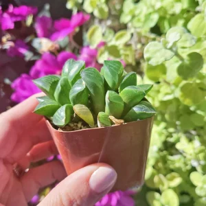 Haworthia Retusa Live Succulent Plant – 2 inch Pot – Low Light Indoor - Image 2