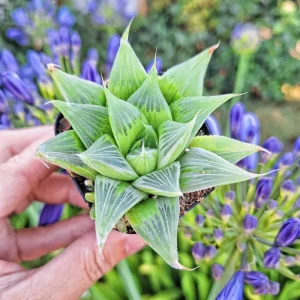 Haworthia Retusa 'White Ghost' Live Plant – Succulent in 4 inch Pot – Indoor - Image 2