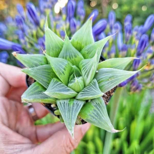 Haworthia Retusa 'White Ghost' Live Plant – Succulent in 4 inch Pot – Indoor - Image 3
