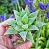 Haworthia Retusa 'White Ghost' Live Plant – Succulent in 4 inch Pot – Indoor - Image 1