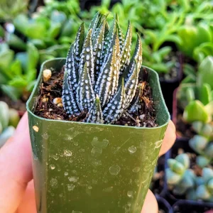 Haworthia Zebra Plant – Live Indoor Succulent – 2 Inch Potted Houseplant - Image 2
