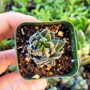 Haworthia Zebra Plant – Live Indoor Succulent – 2 Inch Potted Houseplant - Image 3