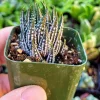 Haworthia Zebra Plant – Live Indoor Succulent – 2 Inch Potted Houseplant - Image 1