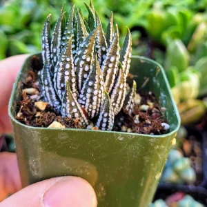 Haworthia Zebra Plant – Live Indoor Succulent – 2 Inch Potted Houseplant - Image 1